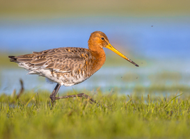 Friese weidevogelboer wint Gouden Grutto