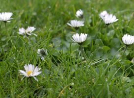 Gemeente Dronten maait minder om planten beter te laten groeien