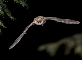 12 en 13 mei is de Nationale Vleermuistelling