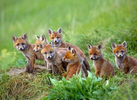 In de kraamkamer: de vos