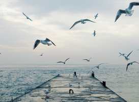 Vijftig dode meeuwen gevonden op kunstpier in Flevoland