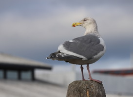 Vogelgriep breidt zich uit in Noord-Holland