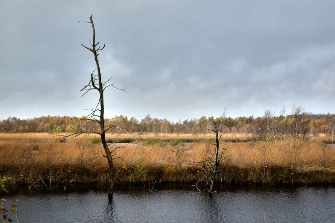 Natuurorganisaties: stikstofplannen Drenthe ‘nietszeggend’ / Foto: "Bargerveen in HDR" door Rene Mensen