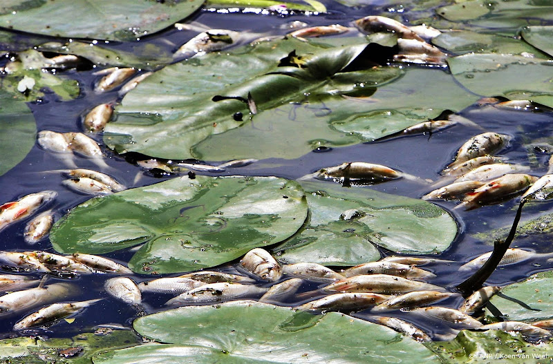Hevige regenbuien kunnen fataal zijn voor vissen
