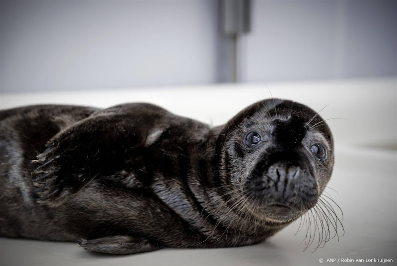 Steeds meer zeehondenpups komen terecht in Pieterburen door toedoen mensen