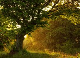 Natuurclubs opgelucht dat natuurherstelwet niet verworpen is