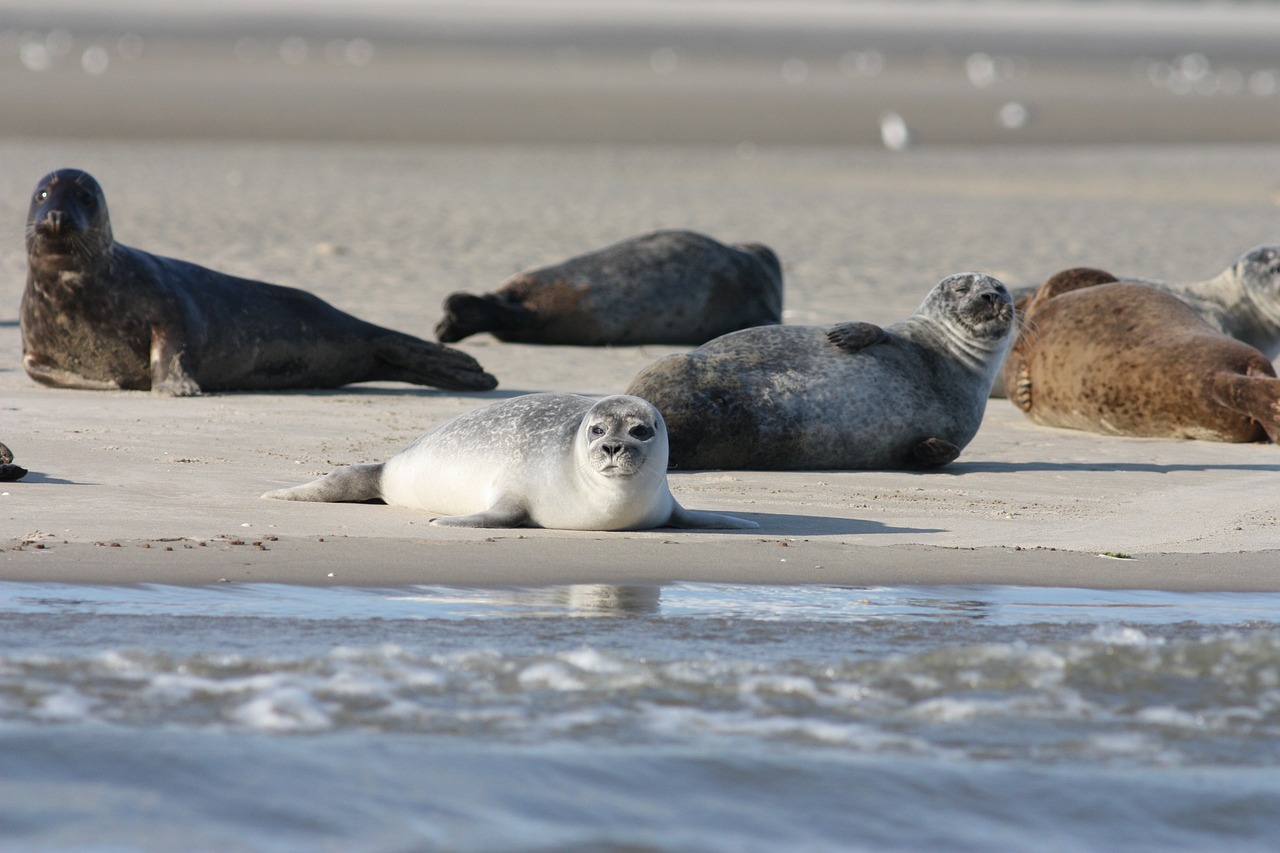 Badgasten verstoren rust zeehonden, Pieterburen is het beu