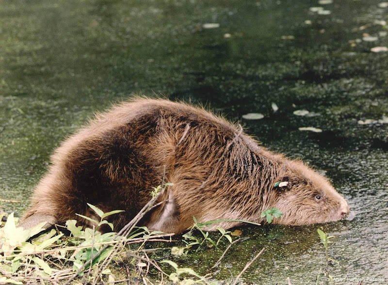 Beschermde Brabantse bevers mogen gedood worden
