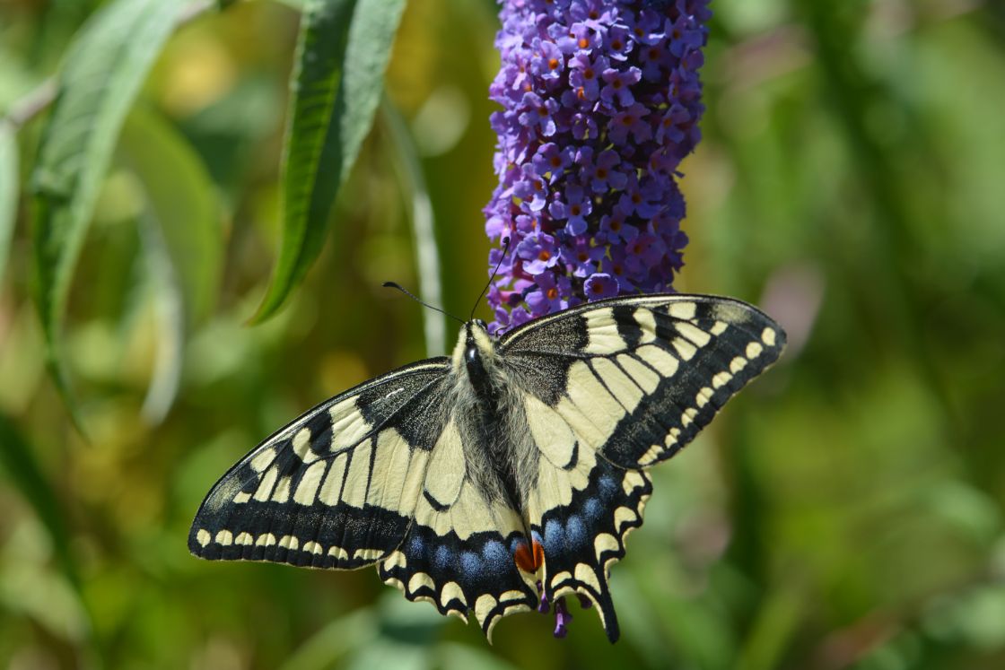 Veghelse natuurtuin verrast met ontdekking zeldzame koninginnenpage / Foto: "Koninginnenpage" door Sylvia Sassen