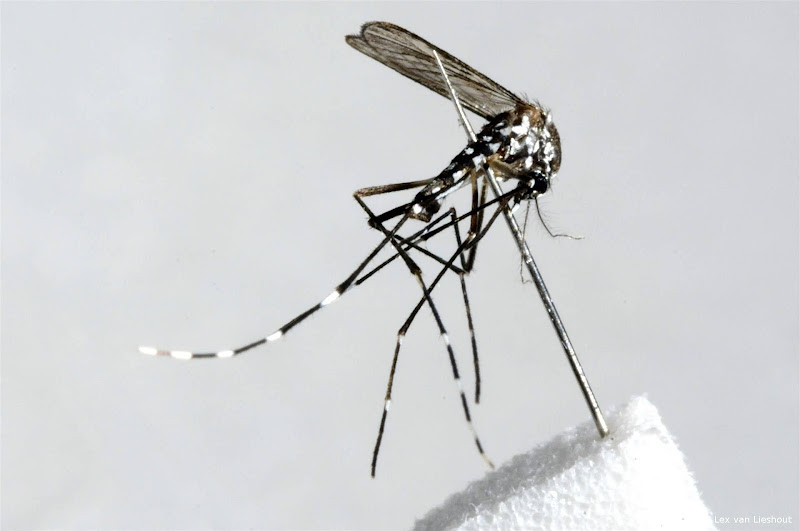 Tijgermug al meerdere keren gespot in Nederland