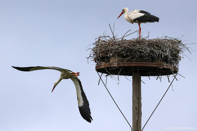 Ooievaars hebben geen hulp meer nodig met bouwen nest