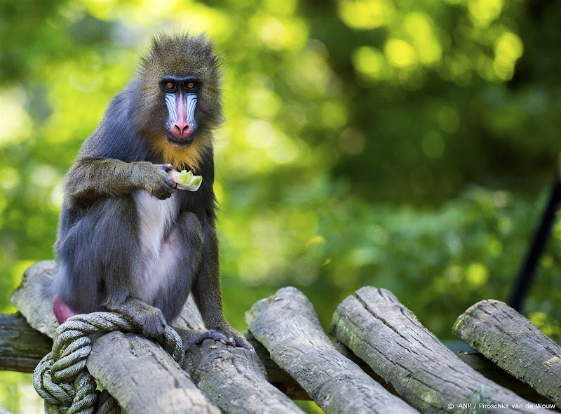 Mandril eet fruit op houten balken