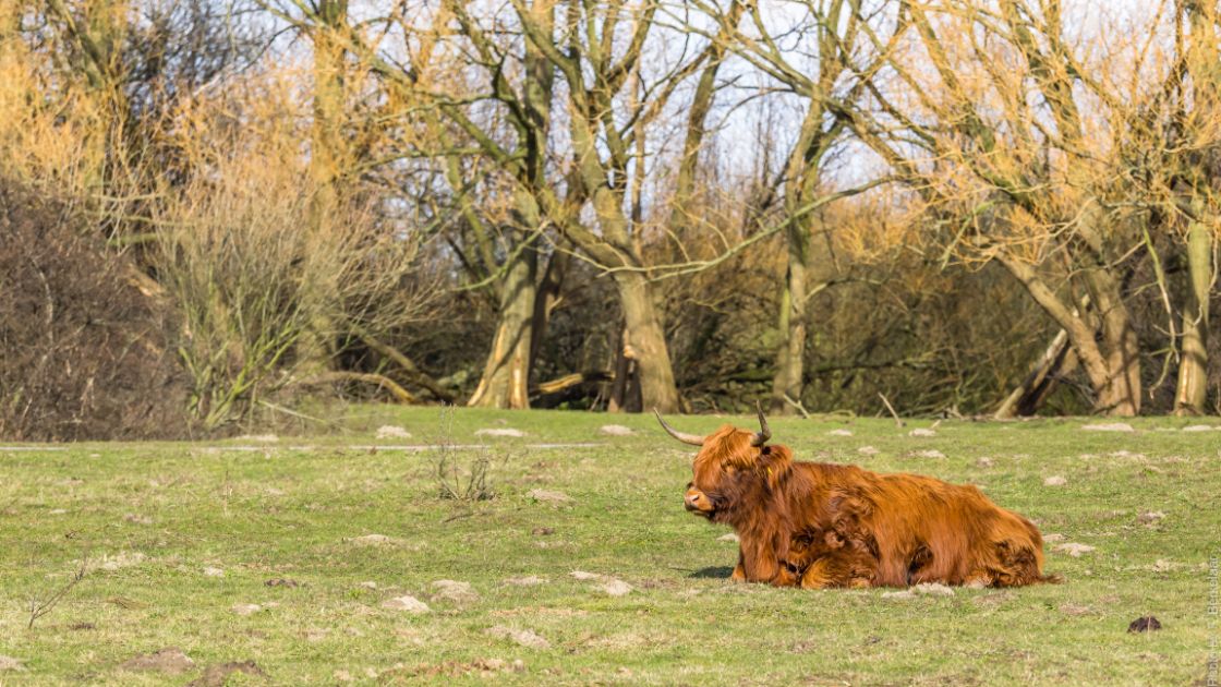 Schotse hooglanders moesten positief effect hebben op natuur, nu blijkt tegendeel / Foto: "Schotse Hooglander" door Frans Bekelaar