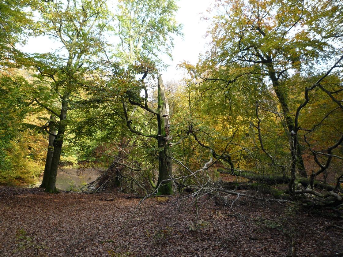 Apeldoorns ‘bommenbos’ steeds gevaarlijker / Foto: "Hoog Soeren" door Sjaak Kempe