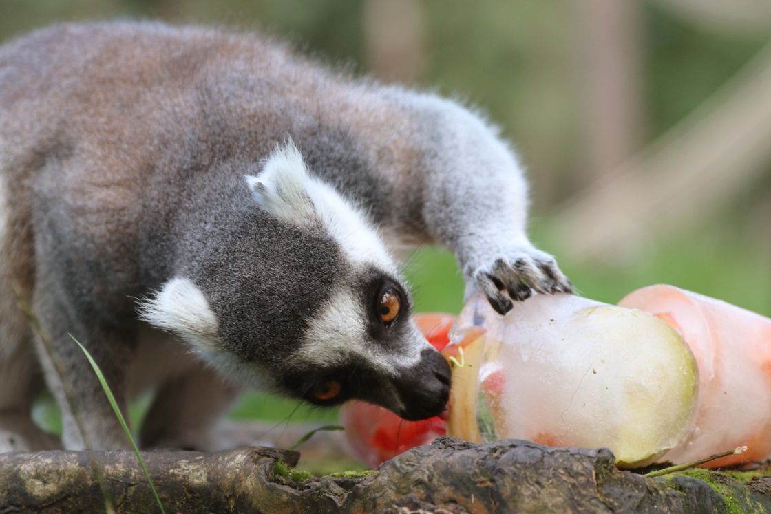 Dieren in DierenPark Amersfoort getrakteerd op ijsjes / Foto: DierenPark Amersfoort