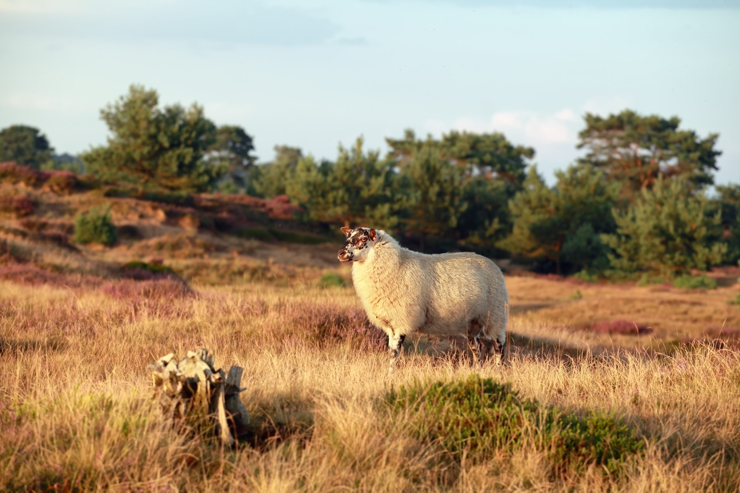 Bezoekers Drenthe ontdekken noordelijke provincie in de voetsporen van Van Gogh