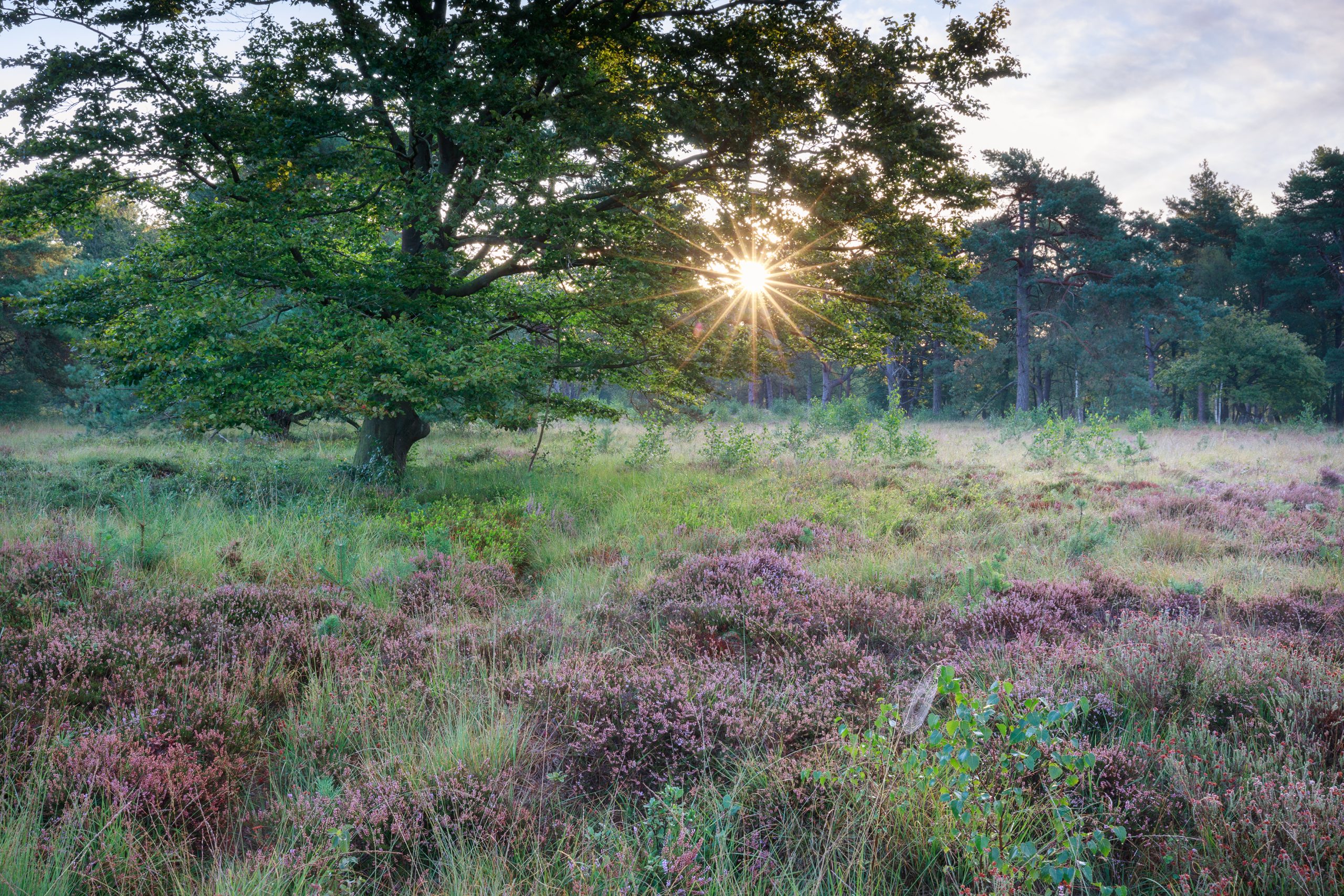 Buitenkunstfestivals blijft wandelaars en kunstliefhebbers trekken ondanks regen