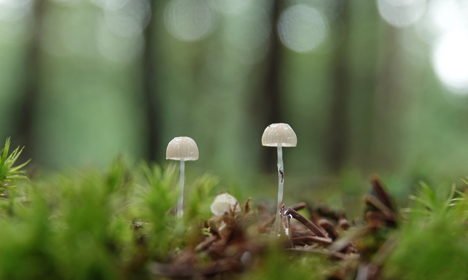 Natuurliefhebbers kunnen van een sprookjesbos genieten dankzij het slechte zomerweer