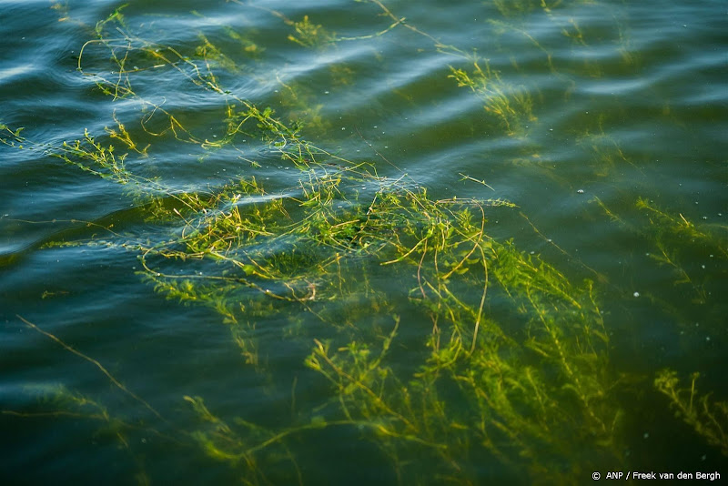 Waterschap: invasieve exoten aanpakken is dweilen met kraan open