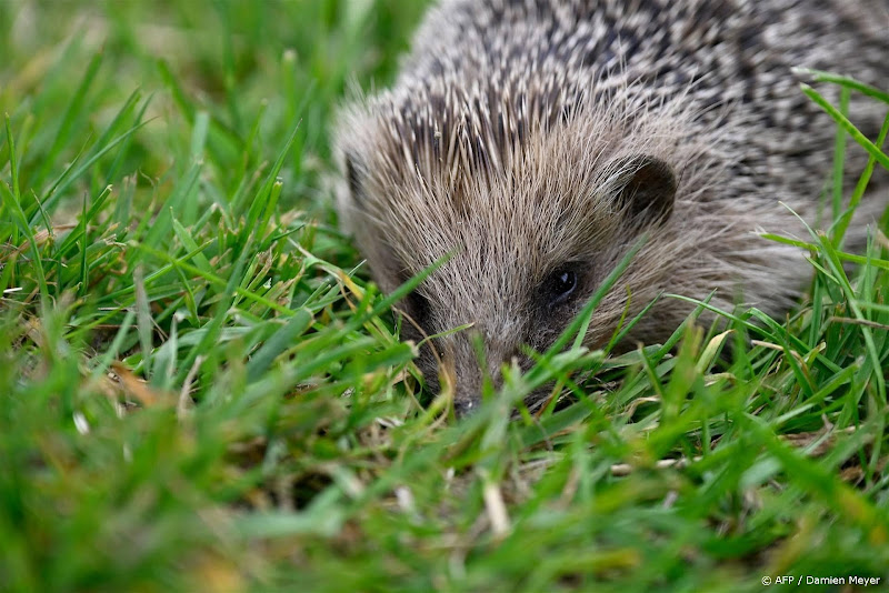 Meer dan 10.000 egels gespot tijdens Egeltelling