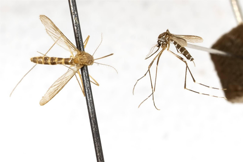 Aziatische tijgermug al in acht provincies gesignaleerd