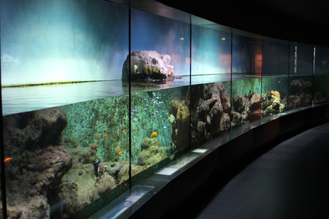 Rijk schiet te hulp bij dringende reparatie Aquarium ARTIS / Foto: "Aquarium at Amsterdam Zoo / Artis" door Tobias Niepel