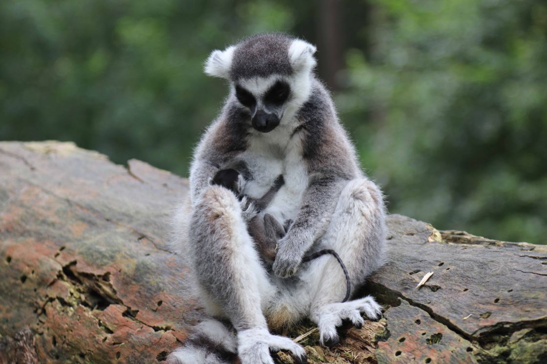 DierenPark Amersfoort blij met bijzondere maki-geboorte / Foto: DierenPark Amersfoort