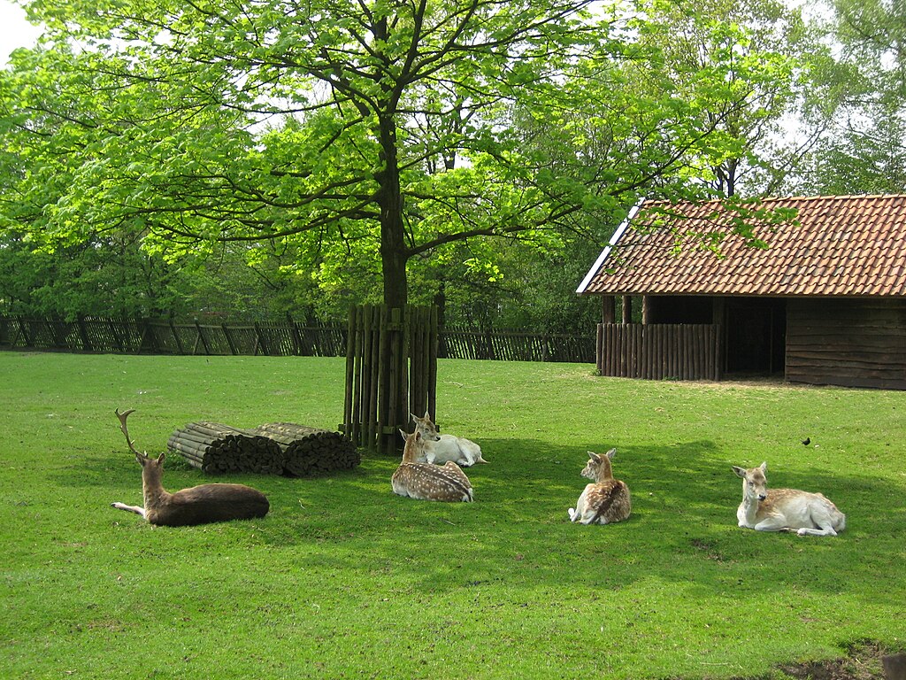 Assense politiek wil voor altijd herten kunnen aaien / Foto: "Hertenkamp" door Ciell