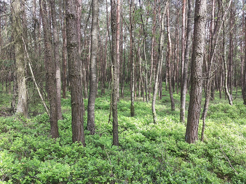 Bomenkap Sallandse Heuvelrug voortgezet, NatuurAlert eist opnieuw stop / Foto: "Landschap in Nationaal Park Sallandse Heuvelrug" door Romaine