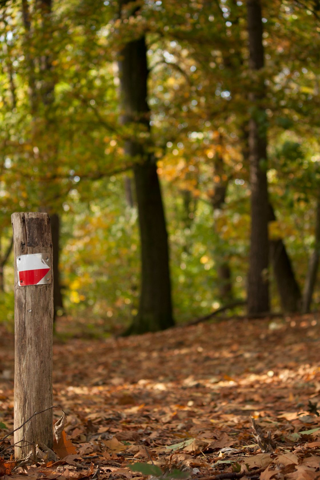 De nazomer lijkt nu echt voorbij / Foto: "Direction sign on a wooden pole in the forrest" door Kitty Terwolbeck
