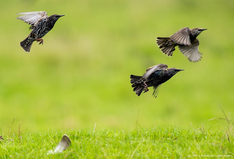 Ruim 340.000 vogels gespot bij vogeltelling, spreeuw bovenaan