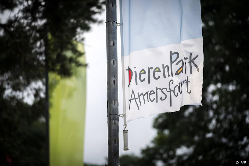 Zeldzame krokodilstaarthagedis geboren in DierenPark Amersfoort