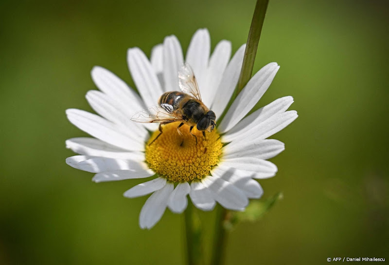 Ondank maatregelen ziet Overijssel biodiversiteit in provincie weer afnemen