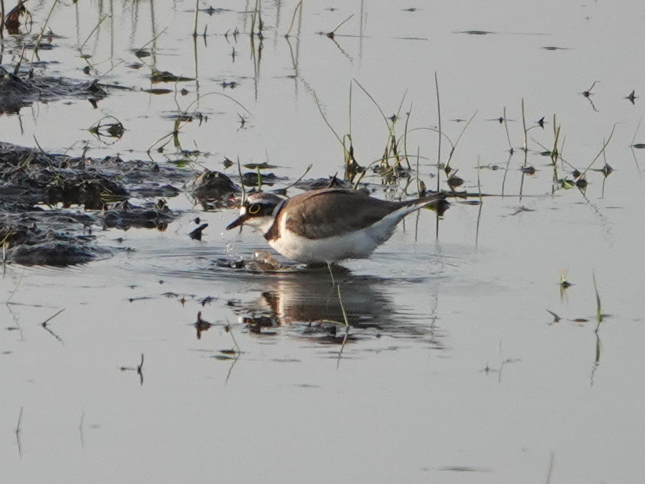 Dit weekend staat het Waddengebied in het teken van trekvogels / Foto: "Kleine Plevier - Charadrius dubius" door Gertjan van Noord
