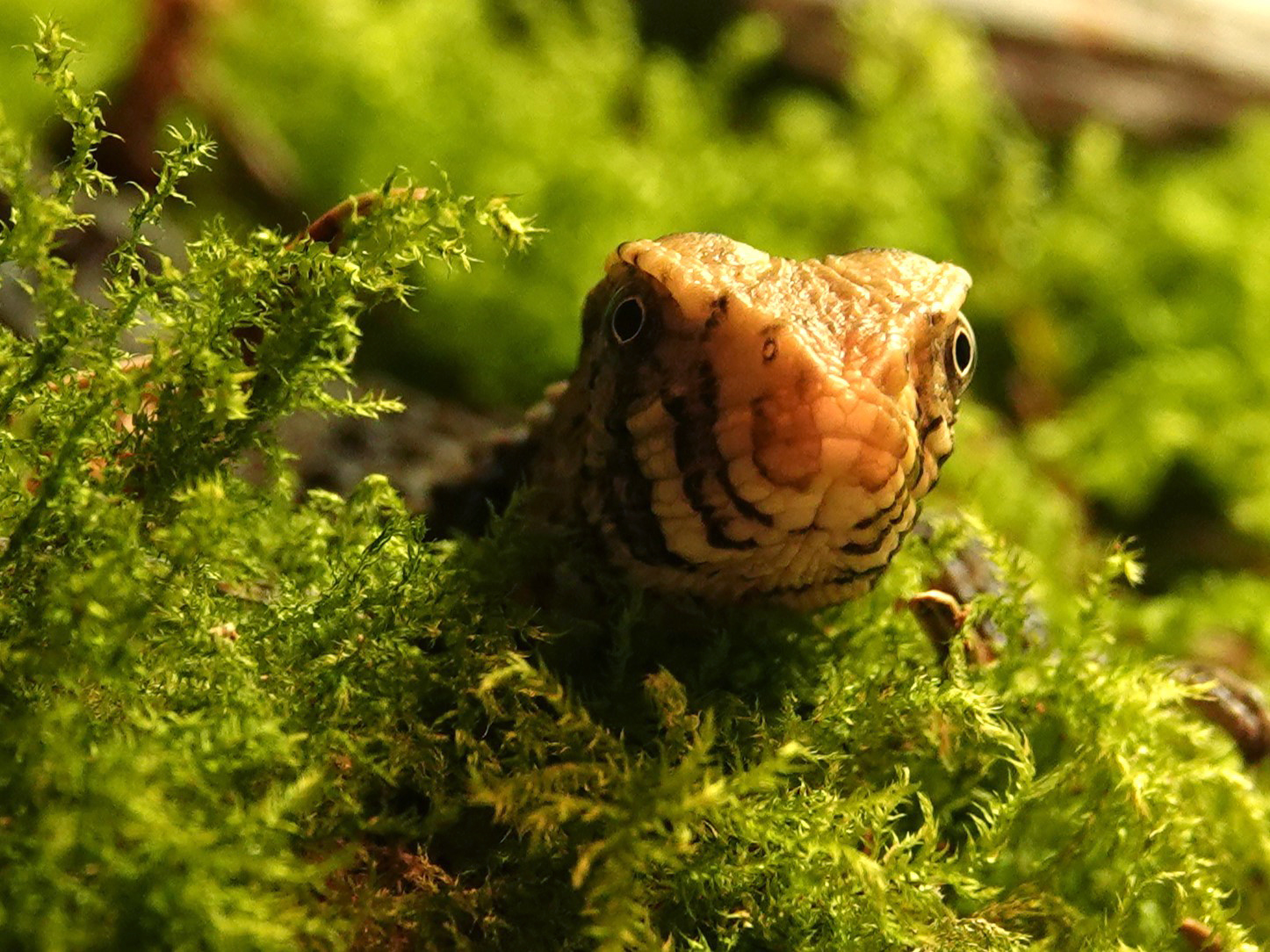 Voor het eerst kruipt bedreigde krokodilstaarthagedis uit ei in DierenPark Amersfoort
