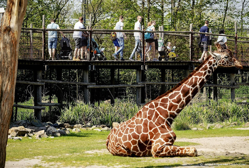 Diergaarde Blijdorp wil zich meer gaan richten op soortbehoud en natuurherstel