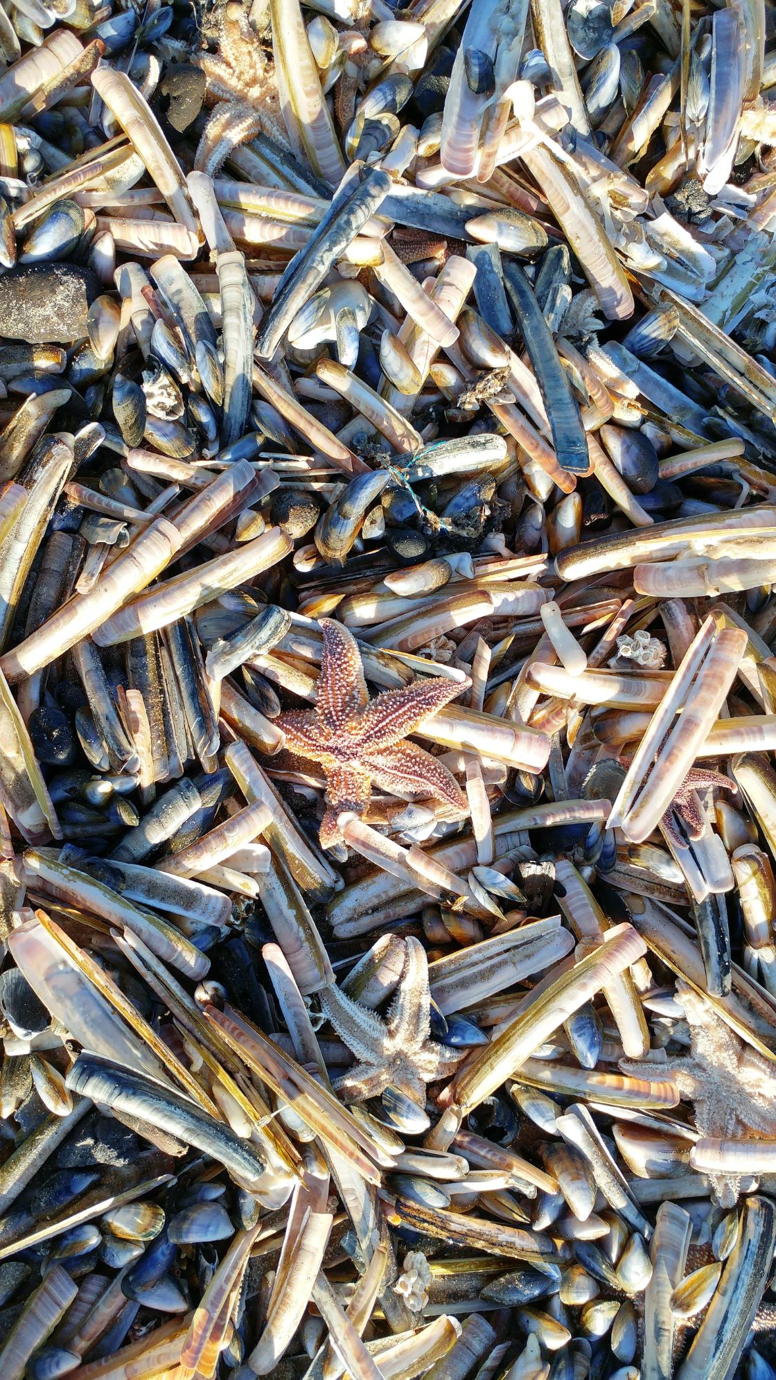 Haags strand bezaaid met zeesterren en piemelschelpen / Foto: "Razor clams and starfish I" door Maarten Heerlien