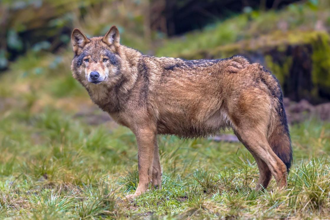 Gemeente stelt parkeerverbod in Drents-Friese Wold vanwege wolvenspotters