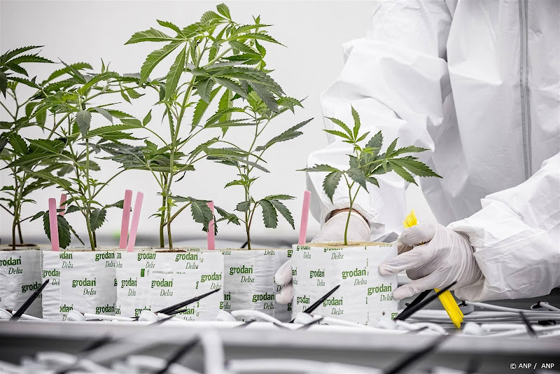 Voor het eerst legale wiet te koop, proef in Tilburg en Breda