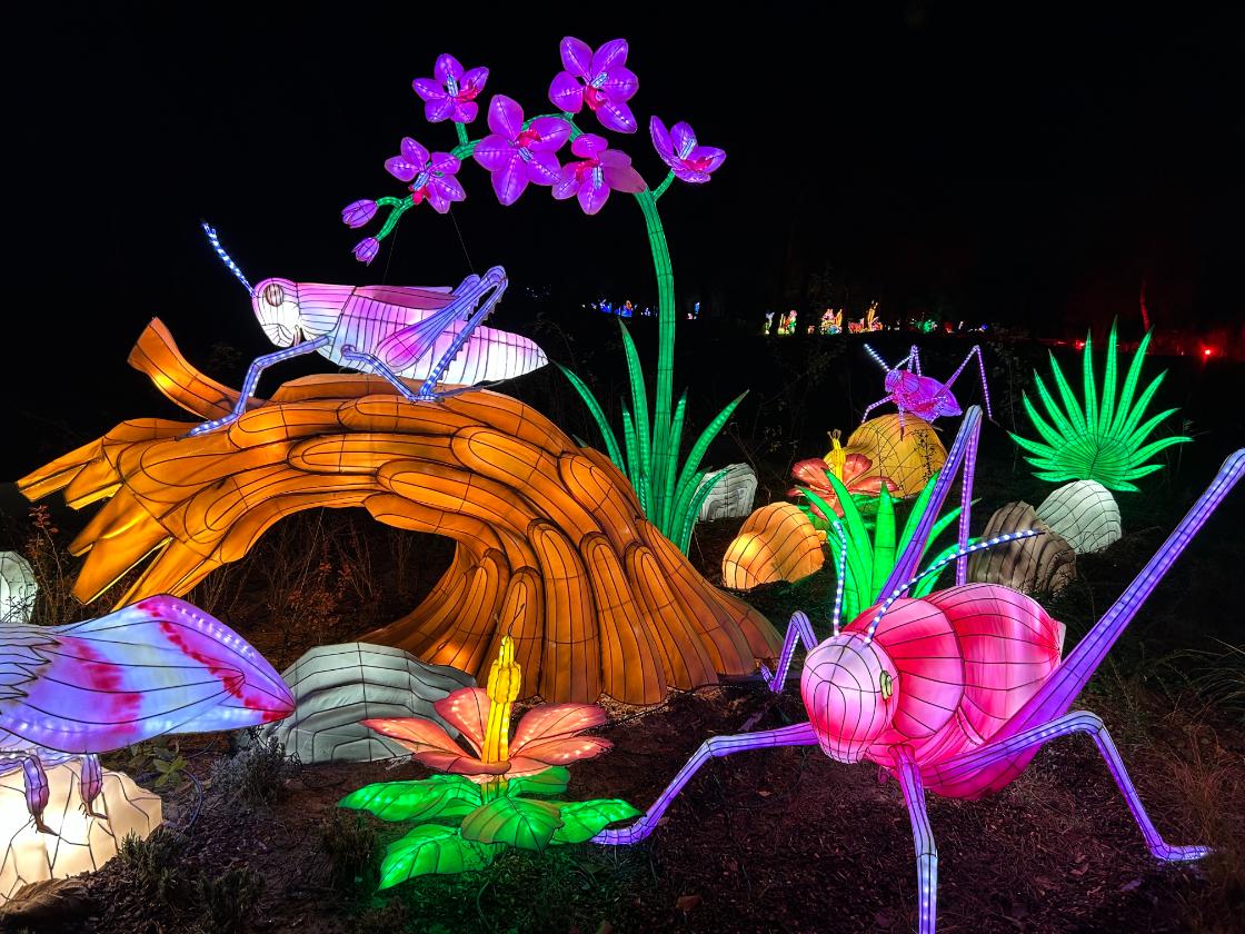 Beekse Bergen legt laatste hand aan nieuw evenement Light Safari / Foto: Beekse Bergen