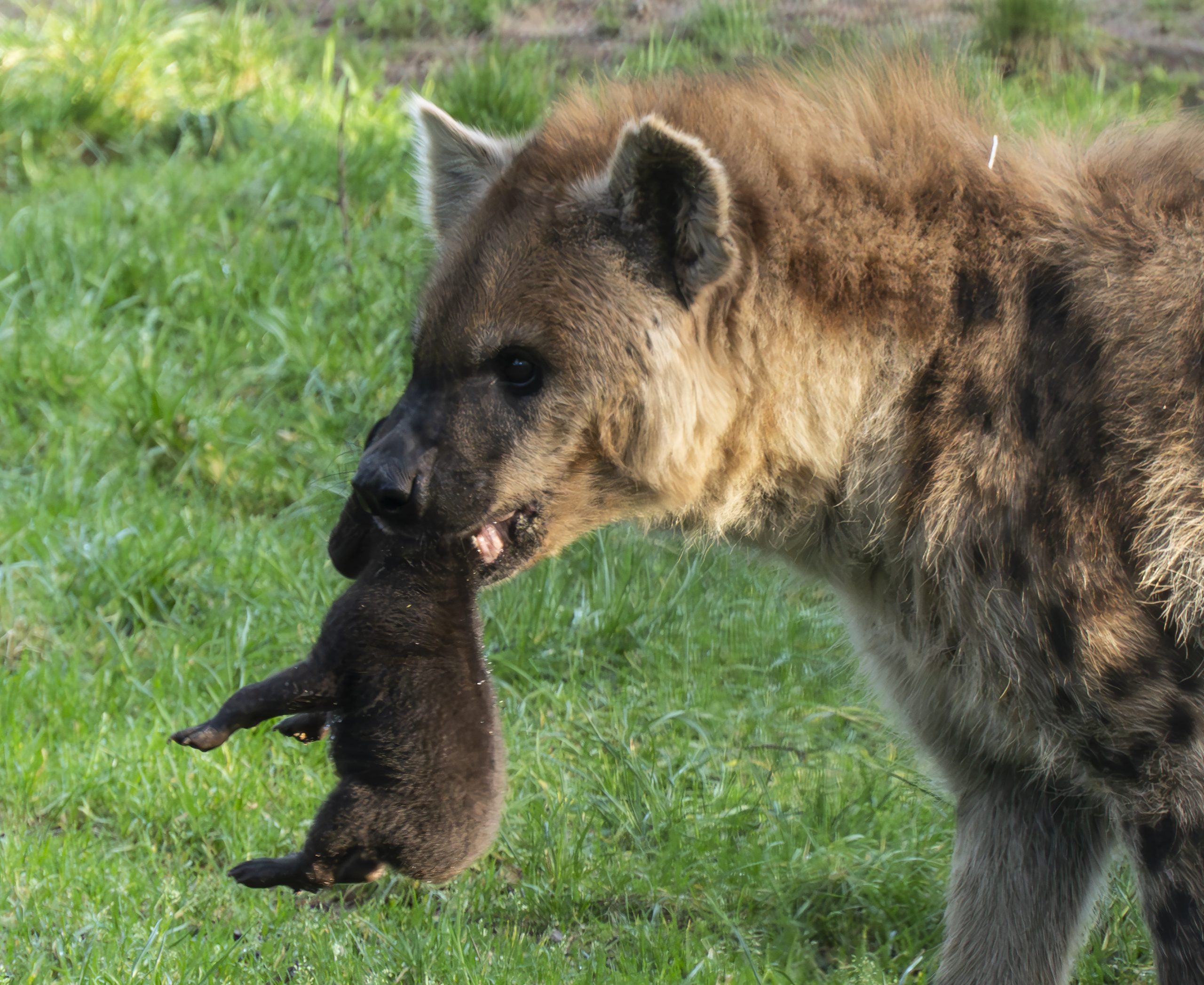 Safaripark Beekse Bergen verwelkomt twee gevlekte babyhyena’s
