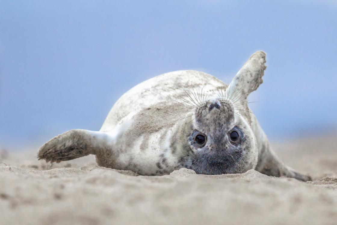 Op Terschelling aangespoelde zeehonden met pups naar Pieterburen