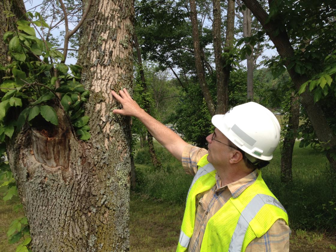 ‘Grootschalige’ bomenkap leidt tot zorgen in dorpen Noordoostpolder / Foto: "West Penn Power Removing Ash Trees to Help Prevent Outages" door FirstEnergy