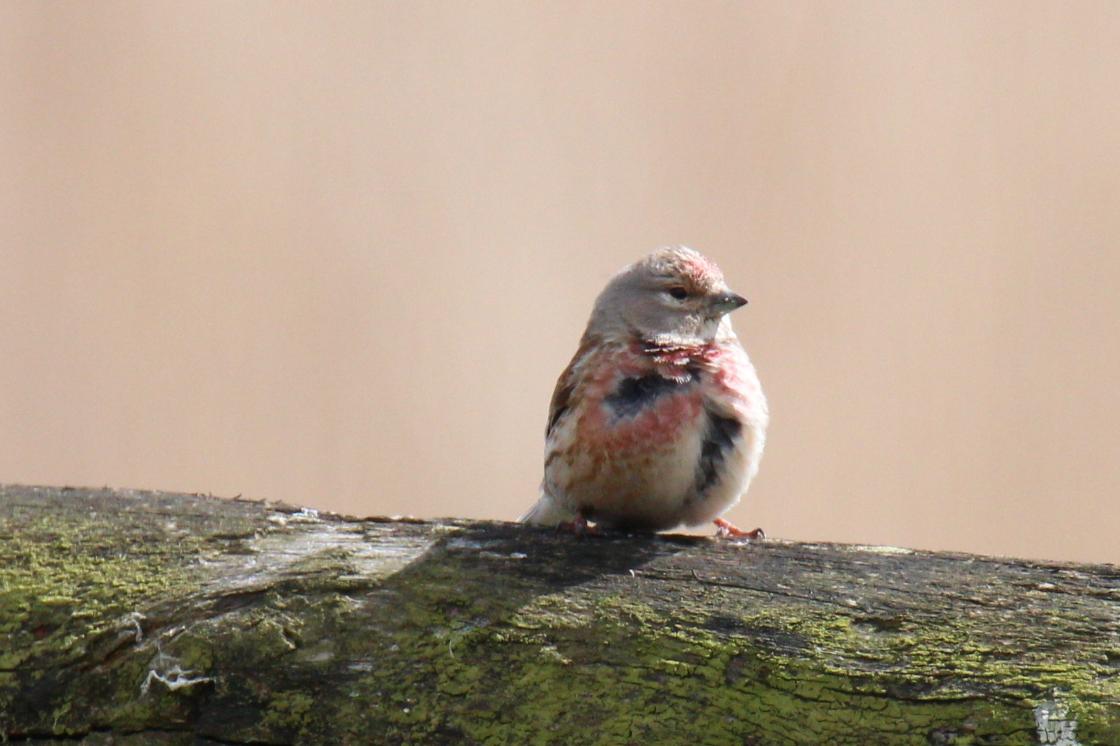 Deze bijzondere vogels zijn gespot tijdens de Tuinvogeltelling / Foto: "Lauwersmeer Kleine Barmsijs" door Jac. Janssen