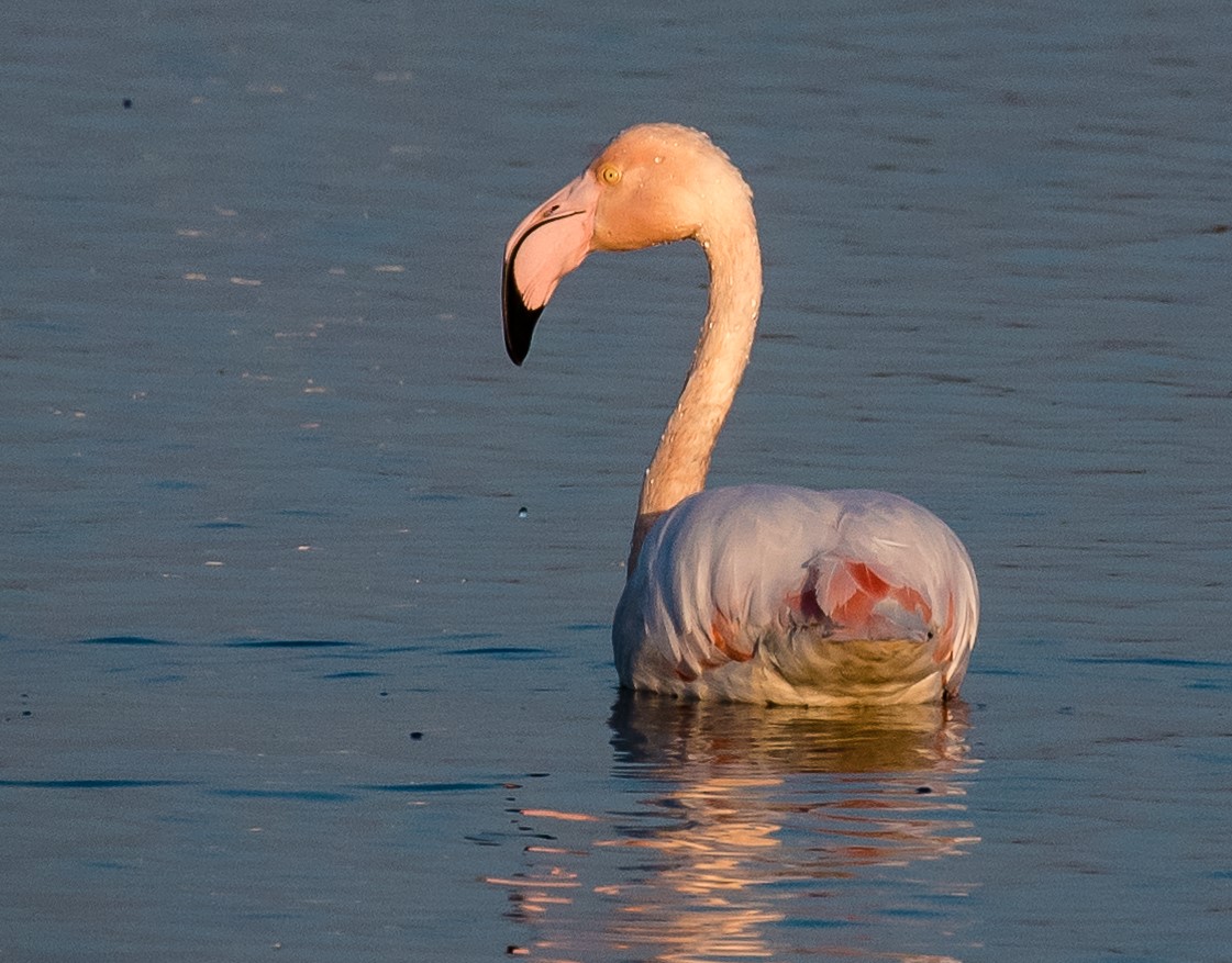 Zeewolde verrast door roze verstekeling