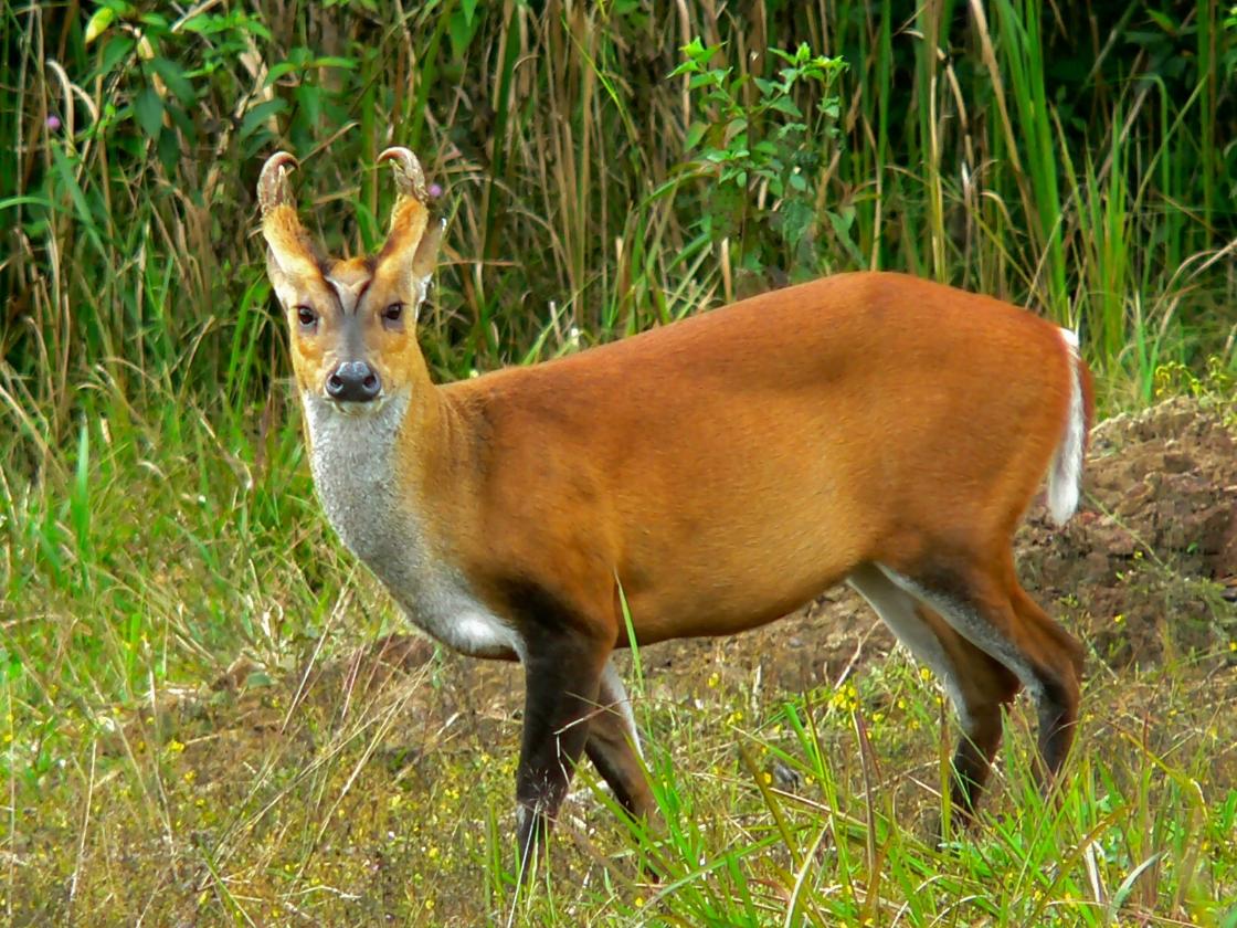 Exotisch Chinees ‘blafhert’ gespot in Gelderse Kekerdom / Foto: "Red Muntjac (Muntiacus muntjak curvostylis)" door Bernard DUPONT