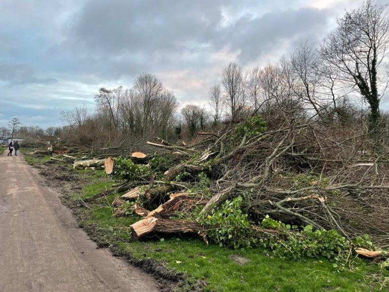 Verzet van omwonenden tegen bomenkap door EuroParcs tevergeefs / Foto: Gemeente Enkhuizen