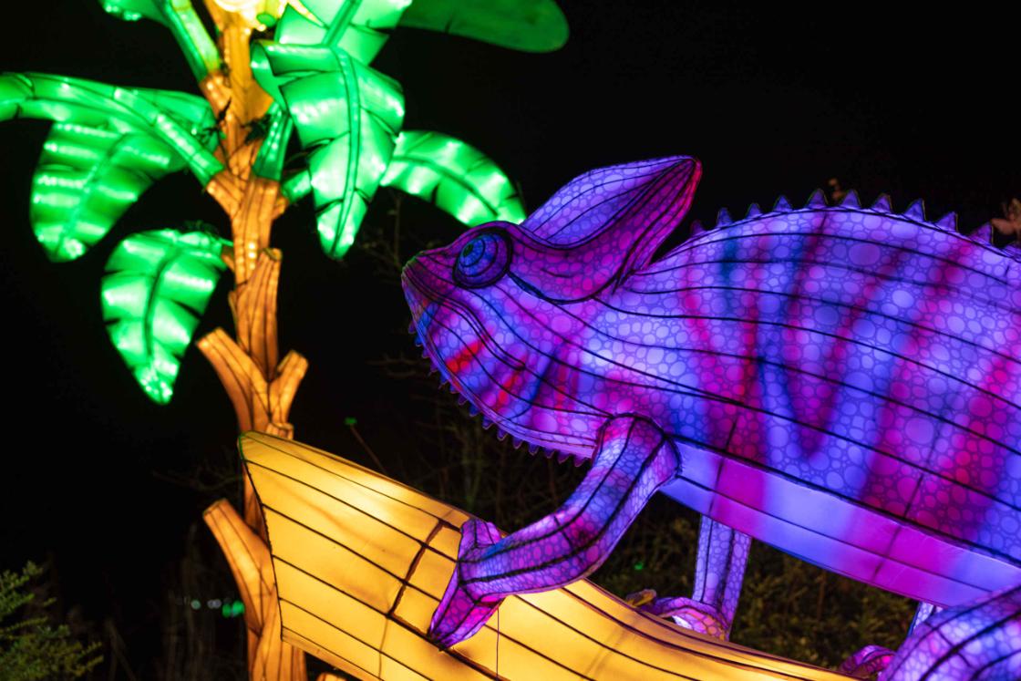 Al 100.000 mensen kwamen naar de Light Safari in Beekse Bergen / Foto: Safaripark Beekse Bergen