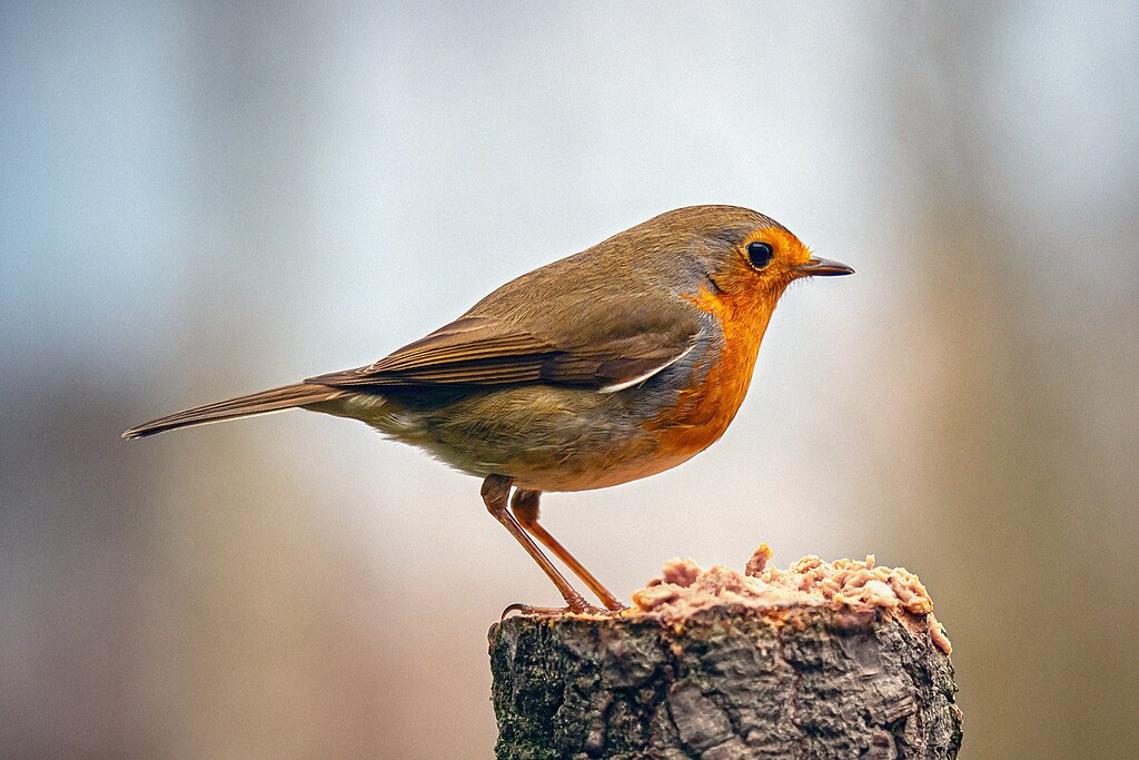 Doe dit weekend mee met de Nationale Tuinvogeltelling / Foto: "Big Garden Birdwatch 2021 - (Nationale Tuinvogeltelling 2021)" door Frans Berkelaar