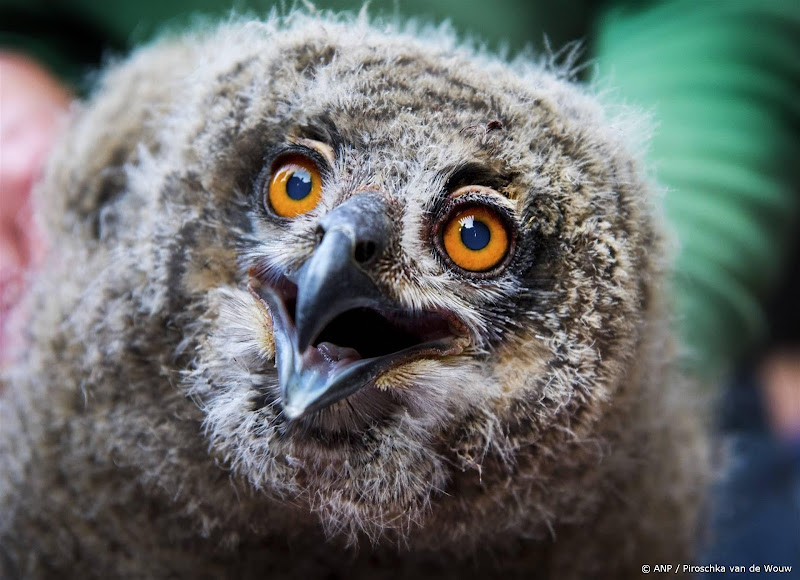 Vogelbescherming zet camera's bij vogelnesten weer aan voor Beleef de Lente